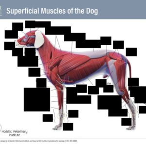 Superficial Muscles of the Dog Part One worksheet