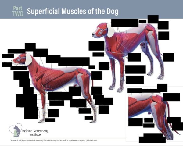 Superficial Muscles of the Dog Part Two worksheet