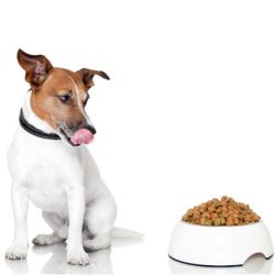 basic-nutrition-sq