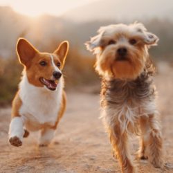 laser-therapy-save-pet-sq