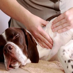 massage-therapy-sq