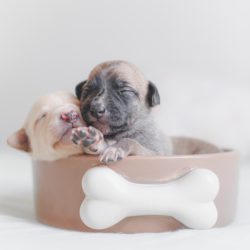 starting-puppy-right-sq